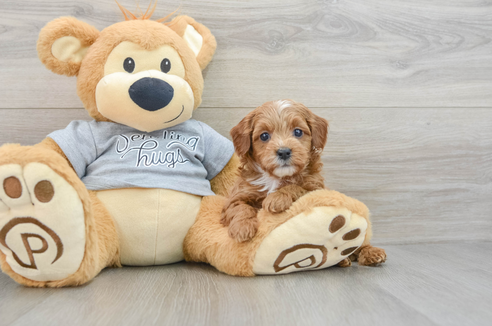 5 week old Cavapoo Puppy For Sale - Seaside Pups