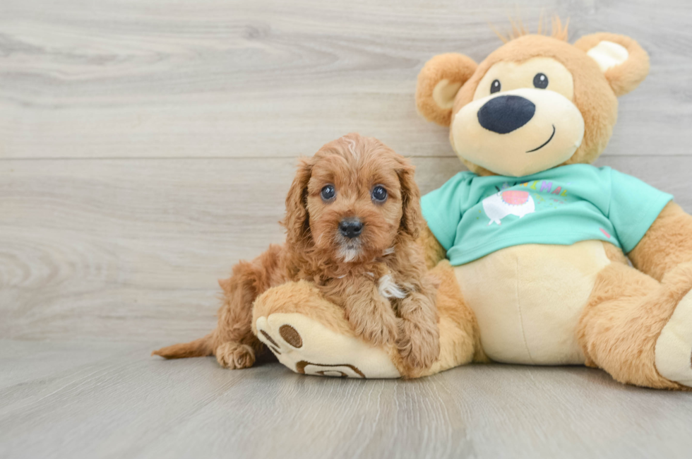 7 week old Cavapoo Puppy For Sale - Seaside Pups