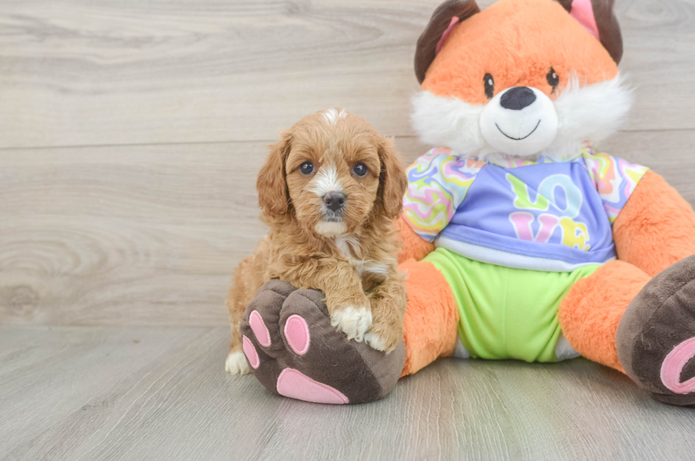 5 week old Cavapoo Puppy For Sale - Seaside Pups