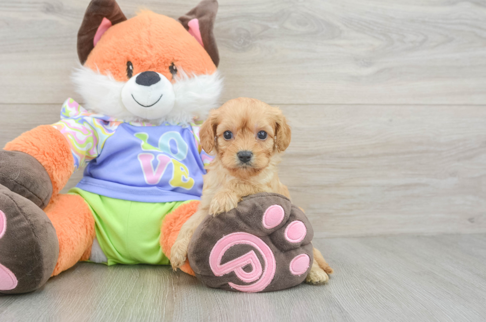 5 week old Cavapoo Puppy For Sale - Seaside Pups