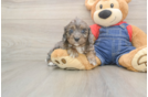 Friendly Cavapoo Baby
