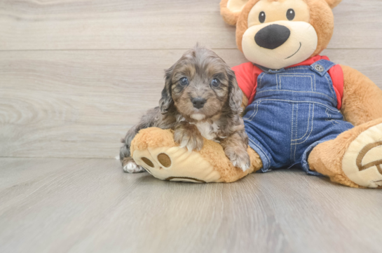 Friendly Cavapoo Baby