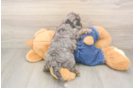 Hypoallergenic Cavadoodle Poodle Mix Puppy