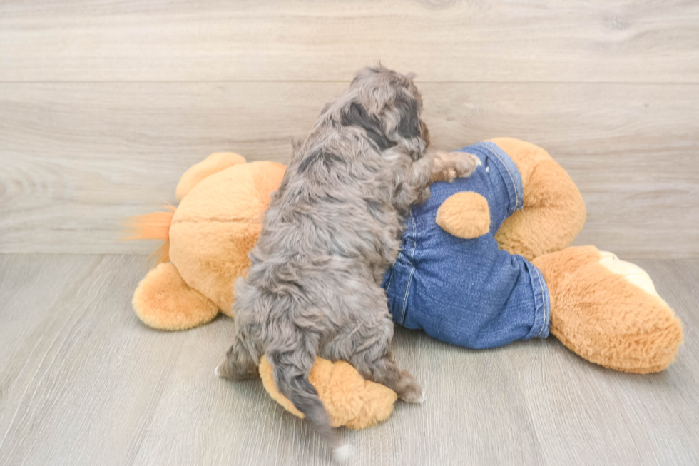 Hypoallergenic Cavadoodle Poodle Mix Puppy