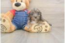 Happy Cavapoo Baby