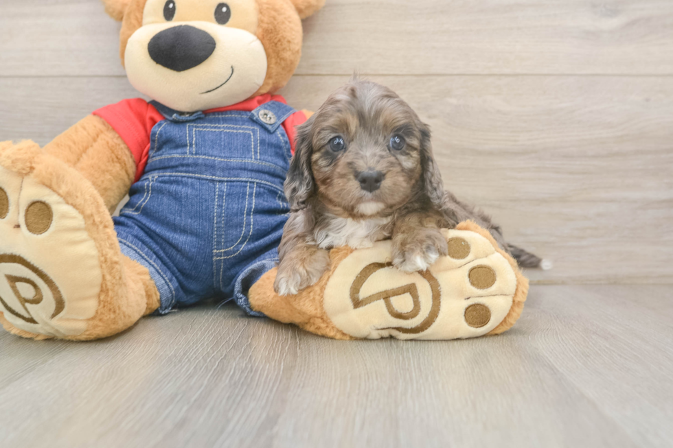 Happy Cavapoo Baby