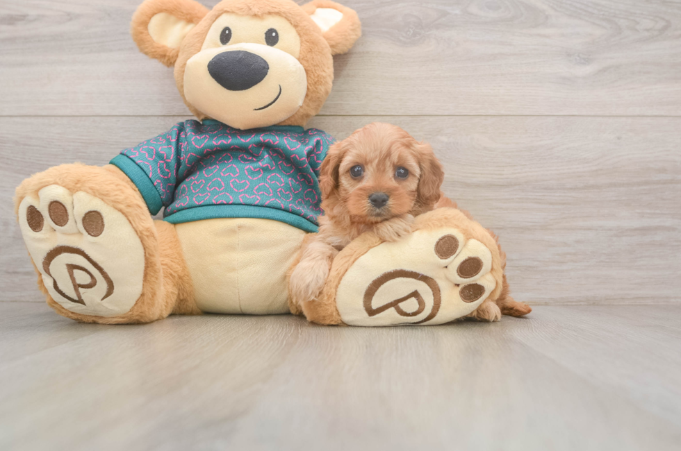 5 week old Cavapoo Puppy For Sale - Seaside Pups
