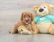 8 week old Cavapoo Puppy For Sale - Seaside Pups