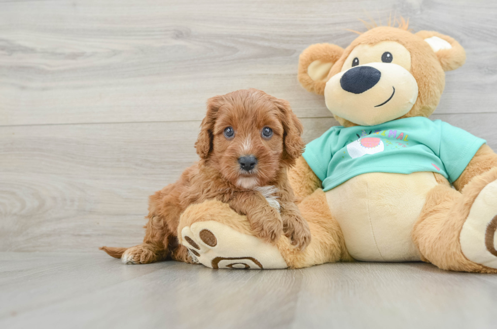 7 week old Cavapoo Puppy For Sale - Seaside Pups