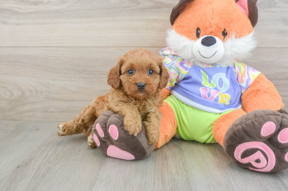 5 week old Cavapoo Puppy For Sale - Seaside Pups