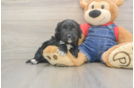 Popular Cavapoo Poodle Mix Pup