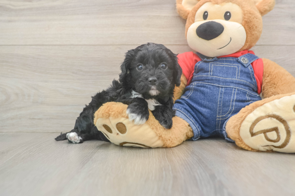 Popular Cavapoo Poodle Mix Pup