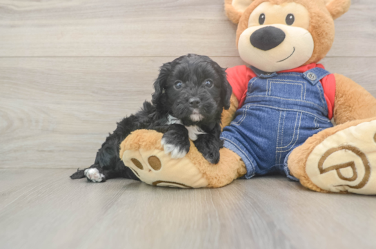 Popular Cavapoo Poodle Mix Pup