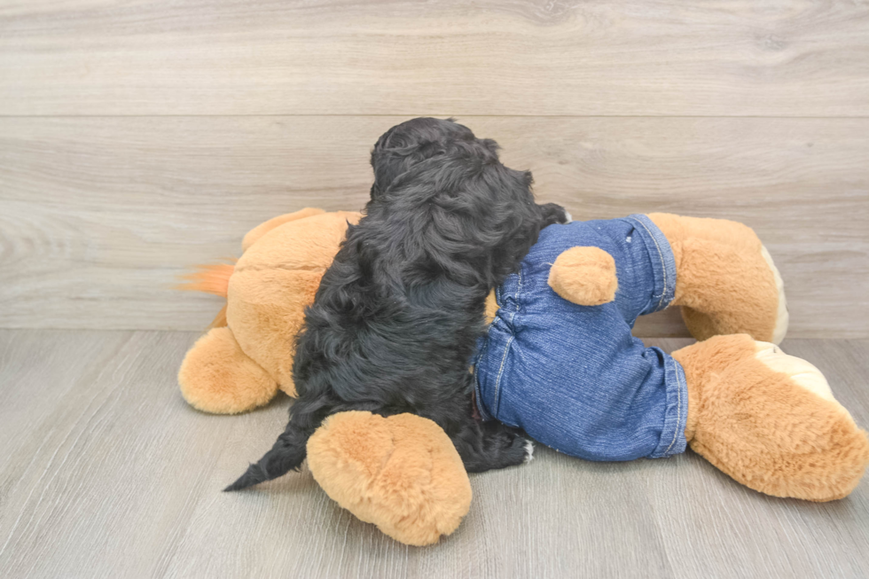 Small Cavapoo Baby