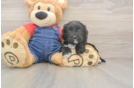 Cavapoo Pup Being Cute