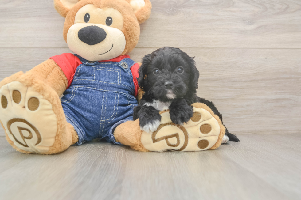 Cavapoo Pup Being Cute