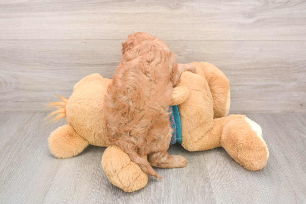 Smart Cavapoo Poodle Mix Pup