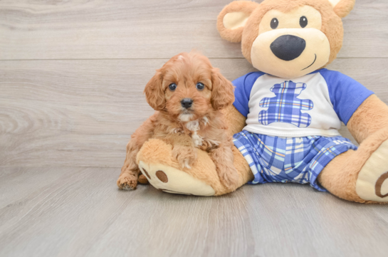 Cavapoo Pup Being Cute