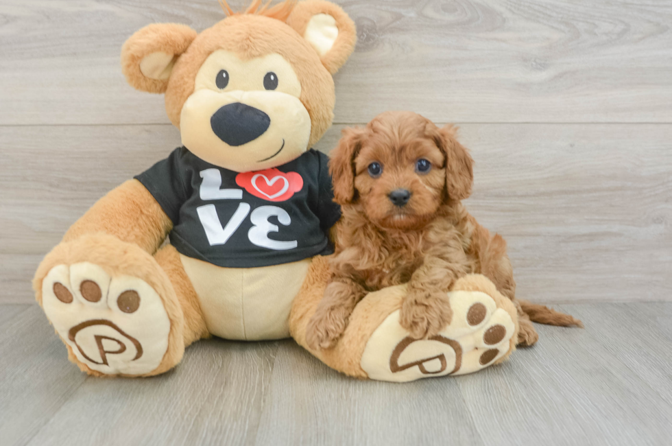 5 week old Cavapoo Puppy For Sale - Seaside Pups