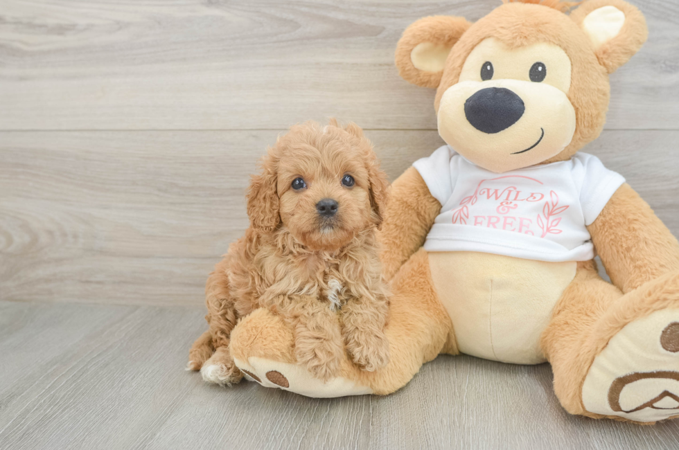 6 week old Cavapoo Puppy For Sale - Seaside Pups