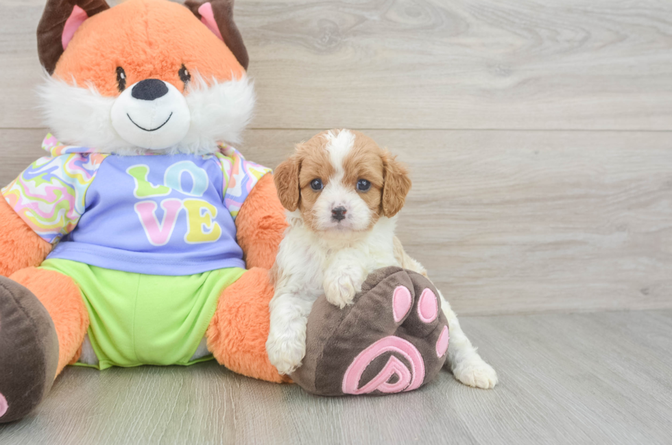5 week old Cavapoo Puppy For Sale - Seaside Pups