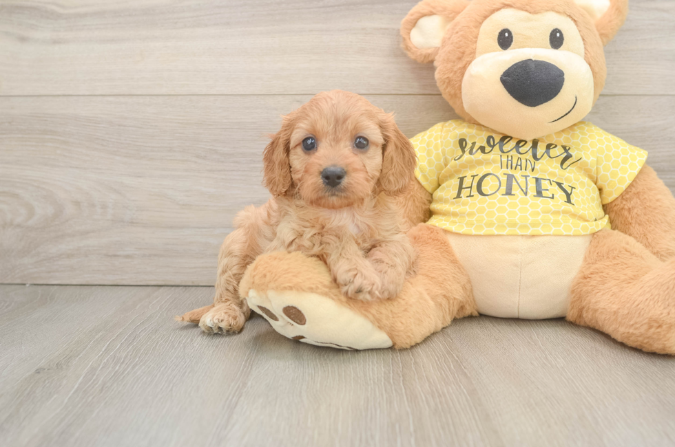 6 week old Cavapoo Puppy For Sale - Seaside Pups