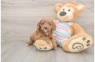 Small Cavapoo Baby