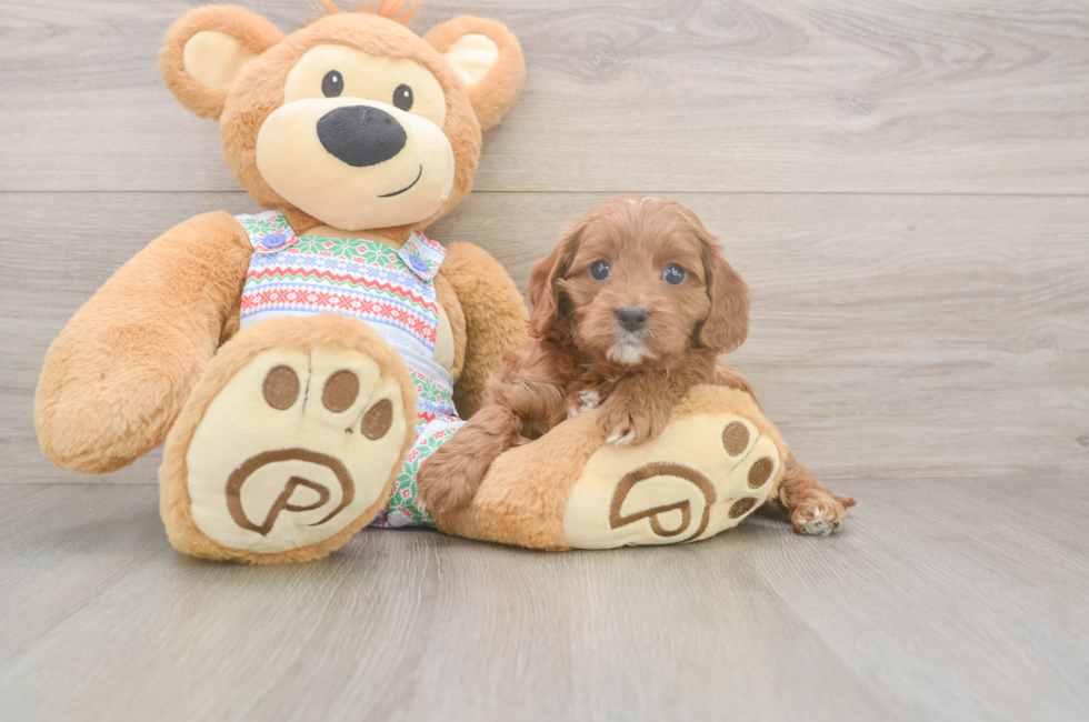 5 week old Cavapoo Puppy For Sale - Seaside Pups