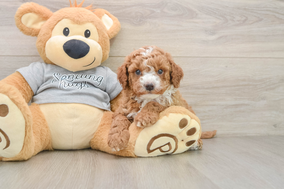 Sweet Cavapoo Baby