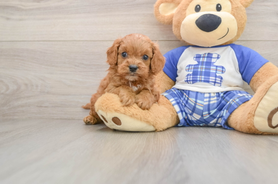 Best Cavapoo Baby