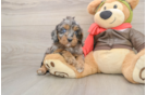 Best Cavapoo Baby
