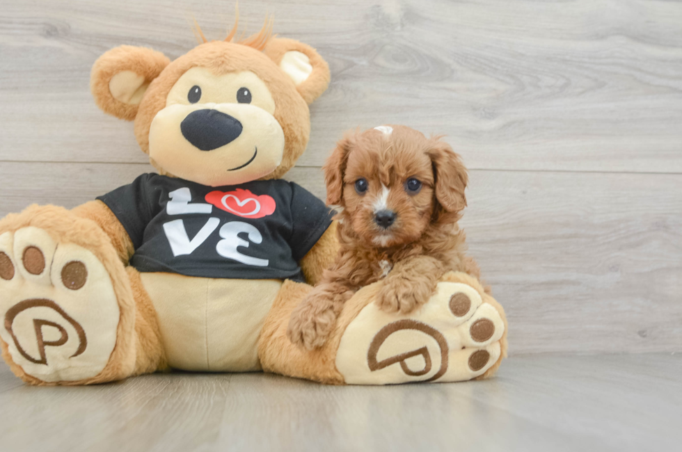 5 week old Cavapoo Puppy For Sale - Seaside Pups