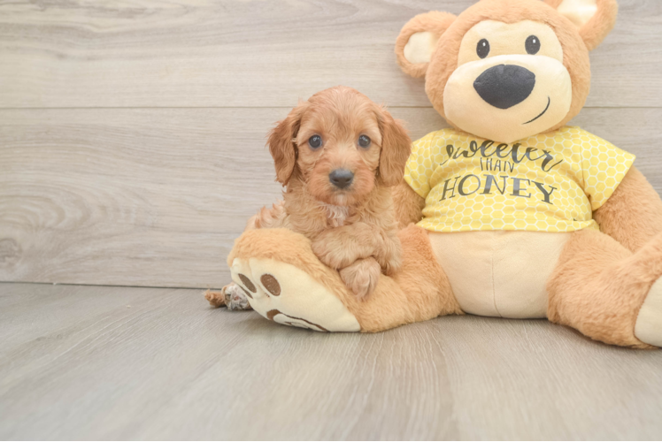 Hypoallergenic Cavadoodle Poodle Mix Puppy