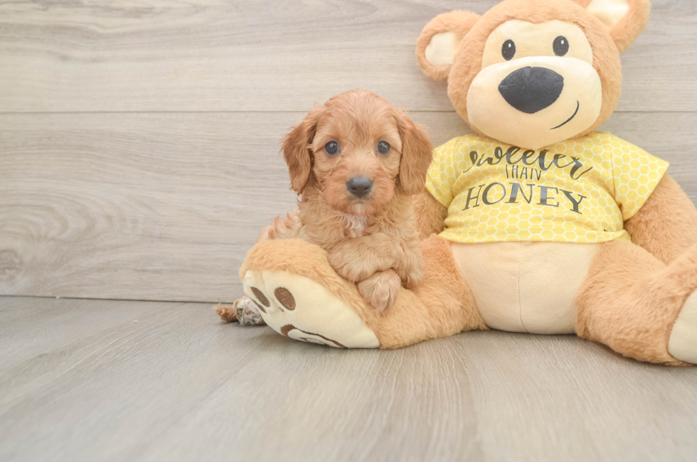 6 week old Cavapoo Puppy For Sale - Seaside Pups