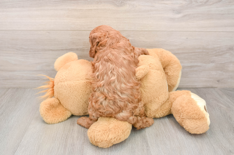 Fluffy Cavapoo Poodle Mix Pup