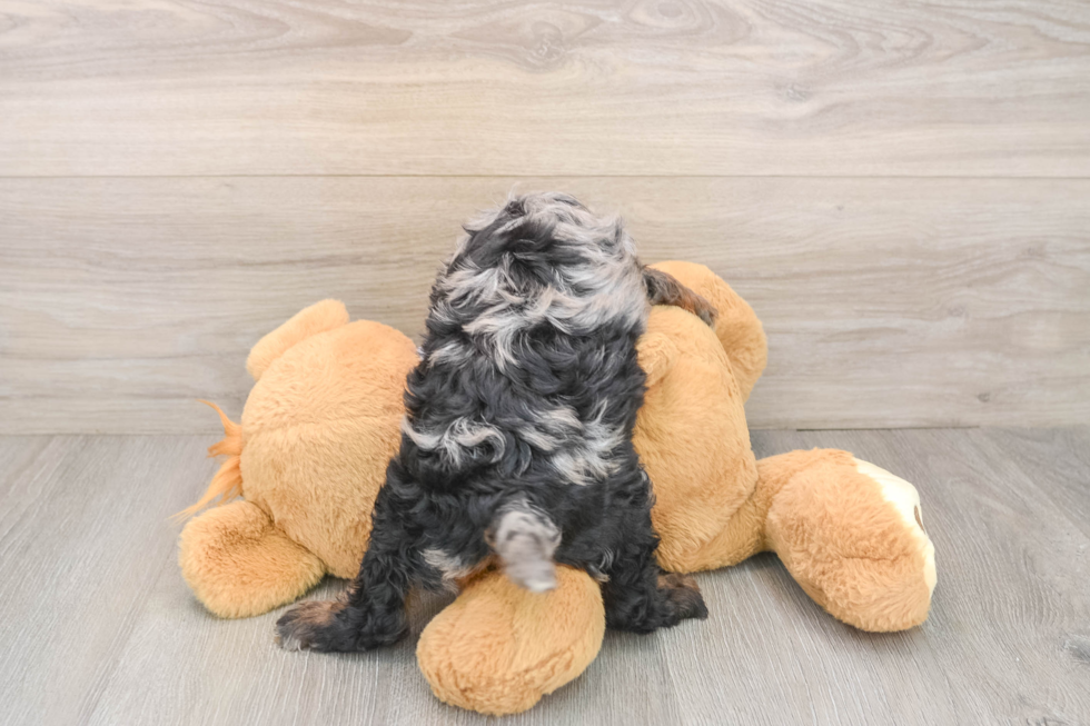 Cavapoo Puppy for Adoption