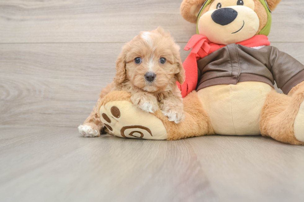 Best Cavapoo Baby