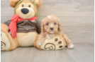 Best Cavapoo Baby