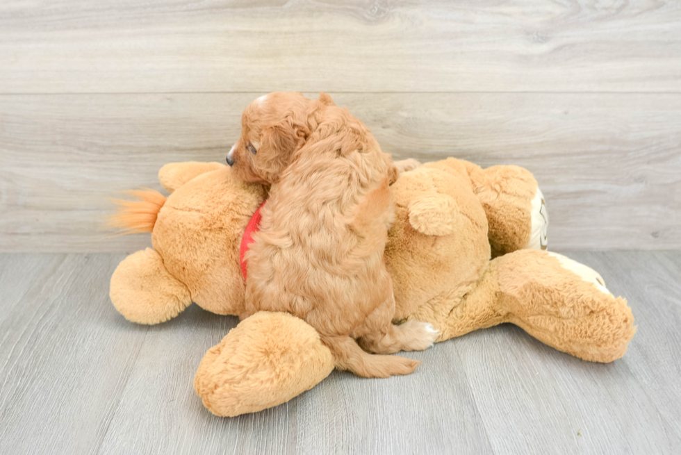 Cavapoo Pup Being Cute