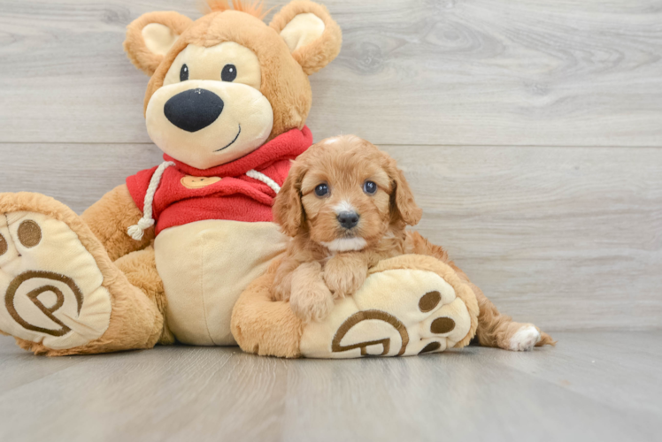 Sweet Cavapoo Baby