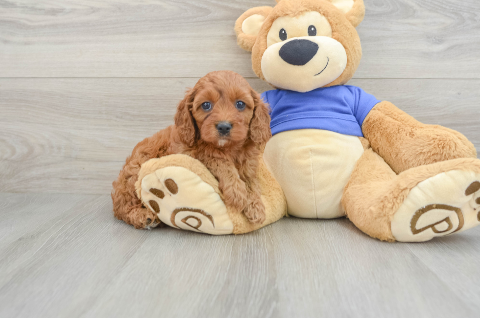 6 week old Cavapoo Puppy For Sale - Seaside Pups