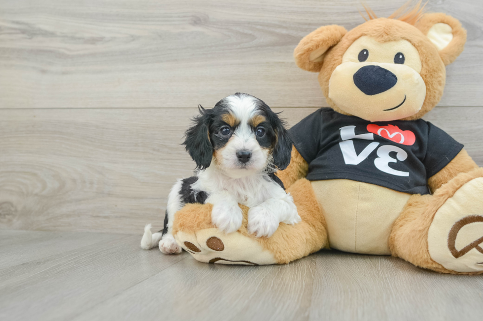 Fluffy Cavapoo Poodle Mix Pup