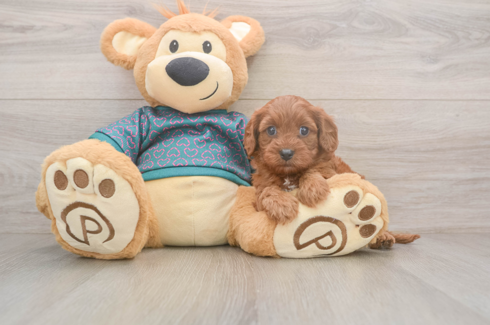 5 week old Cavapoo Puppy For Sale - Seaside Pups
