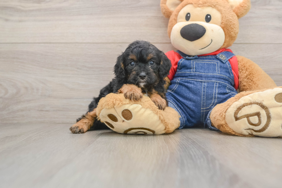 Best Cavapoo Baby