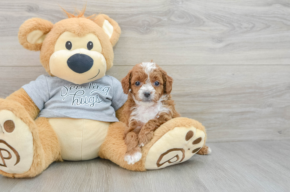 5 week old Cavapoo Puppy For Sale - Seaside Pups