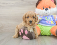8 week old Cavapoo Puppy For Sale - Seaside Pups