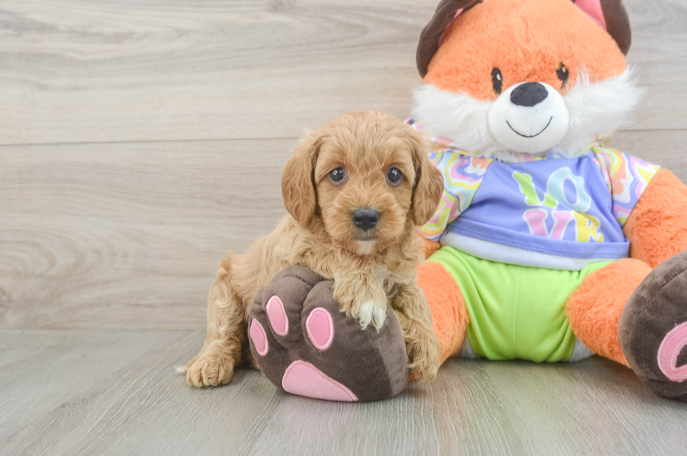 5 week old Cavapoo Puppy For Sale - Seaside Pups
