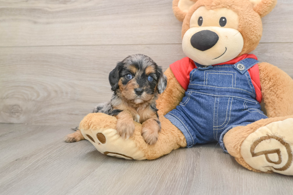 Cute Cavapoo Baby