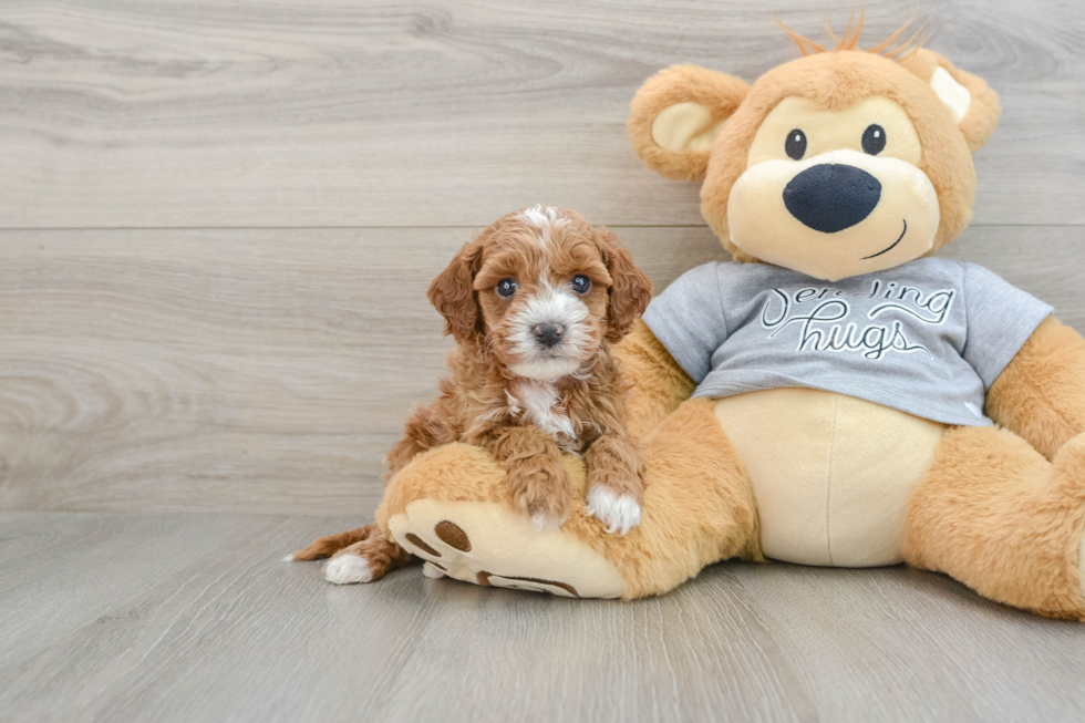 Cavapoo Pup Being Cute