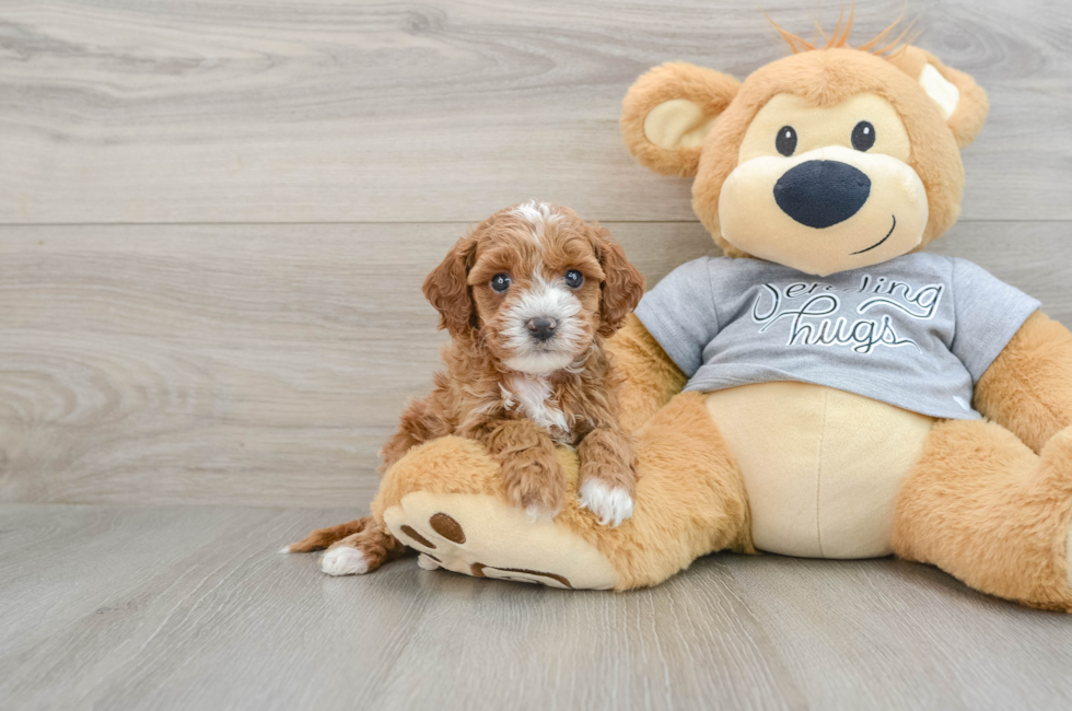 5 week old Cavapoo Puppy For Sale - Seaside Pups